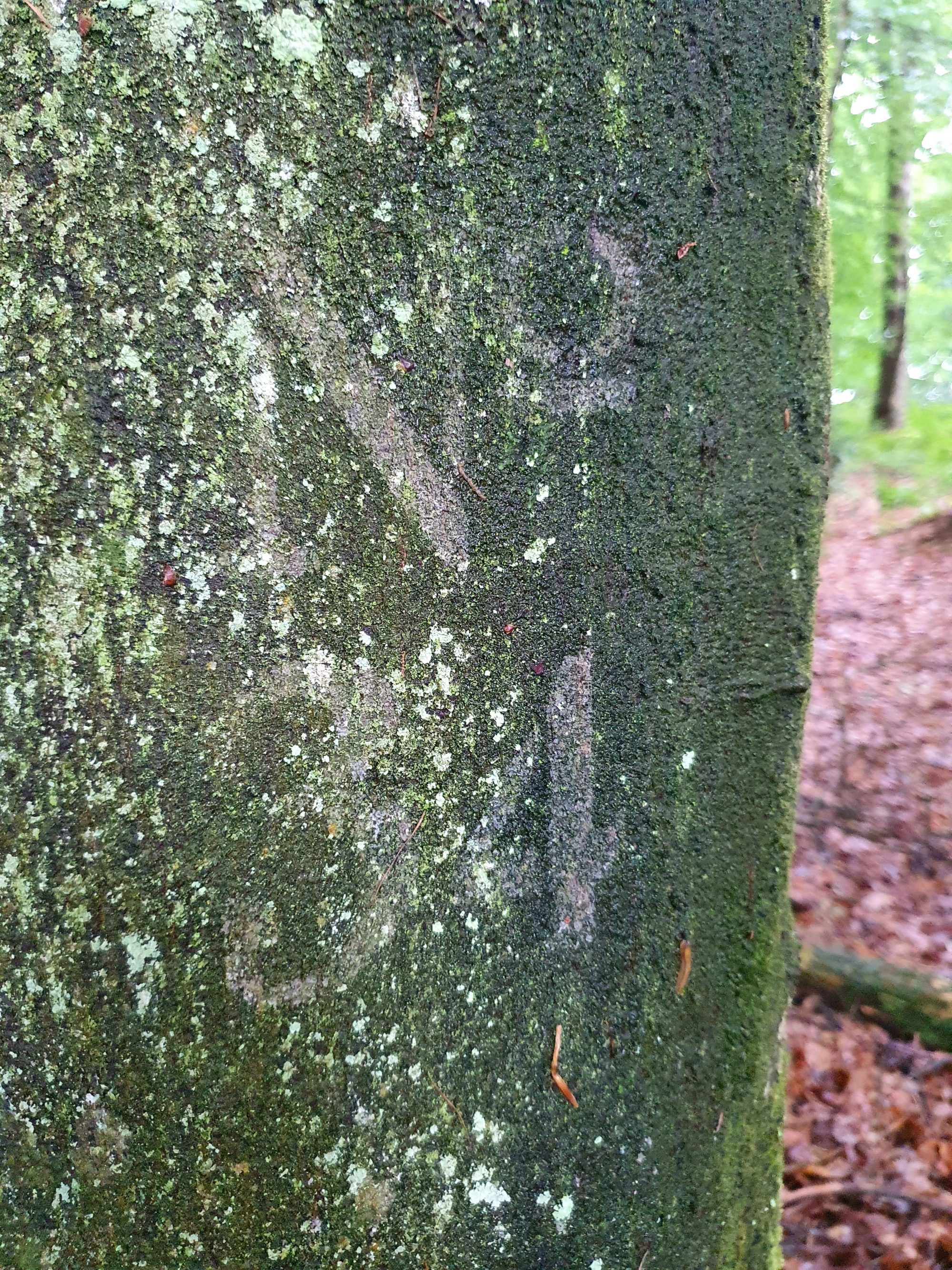 Wax messages on trees only visible when wet. RtD project.